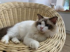 -李小姐の猫咖啡馆(五角场店)