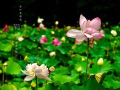 -黄兴公园