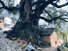 -杨家堂村