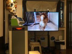 -逗柴咖啡屋·狗咖猫咖宠物桌游