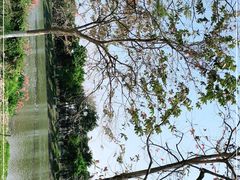 -海珠湖公园