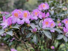 -梧桐山风景名胜区