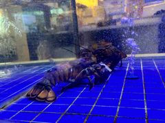 -锦里海景海鲜餐厅.三亚老字号(亚龙湾中心广场店)