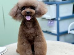 -鑫艺宠物美容培训学校