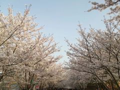 -上海滨江森林公园