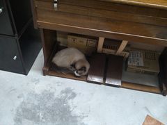 -猫色咖啡·猫咖