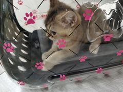 -爱侣宠医·鹦鹉专科·小型哺乳类·异宠专科(灵石路店)