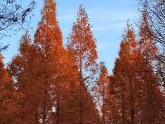 -黄海国家森林公园