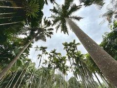 -西双版纳傣族园