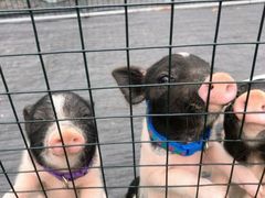 -前小桔亲子创意农场·草莓采摘·露营烧烤