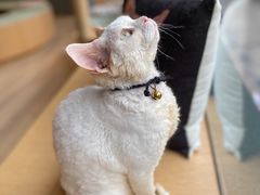 -CAT’S MEWSTAR CAFE·喵星球猫屋(晴湾咖啡店)