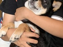 -喜柴咖啡·柴犬狗咖