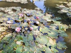 -西樵山风景名胜区-天湖公园