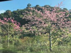 -广州市流溪河国家森林公园