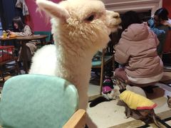 -猫色咖啡·猫咖