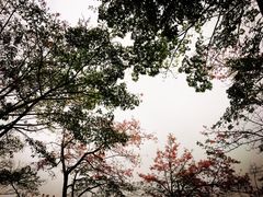 -东部华侨城