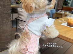 -翊宠yipet猫狗购宠庄园