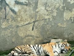 -成都动物园