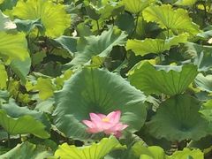 -金山农民画村-枫泾波兰倒置屋