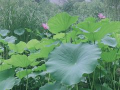 -莲湖公园