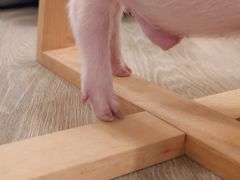 -浣熊柯尔鸭土拨鼠·电玩咖