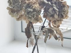 -素咫咖啡CLIFEROSE