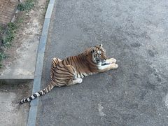 -大连森林动物园