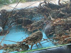 -明珠海港大酒店