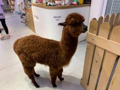 -Heymao猫咖.咖啡厅(东门店)