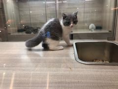 -飞行喵MR PILOT|猫舍·猫咖(静安大融城店)