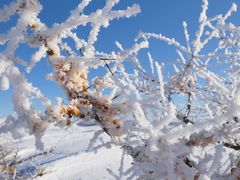 -塞罕坝国家级自然保护区