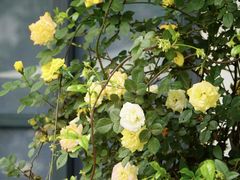-云里小坐·小院里·团建·宴请·下午茶(三圣乡店)