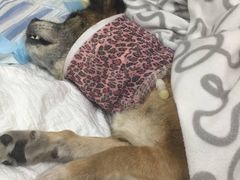 -安安宠医·安宠宠物医院