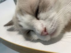 -怪兽屋·羊驼·猫咖·狗咖(俊华广场店)