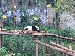 -ZOO COFFEE动物园咖啡(红山森林动物园店)