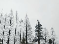 -缙云山景区