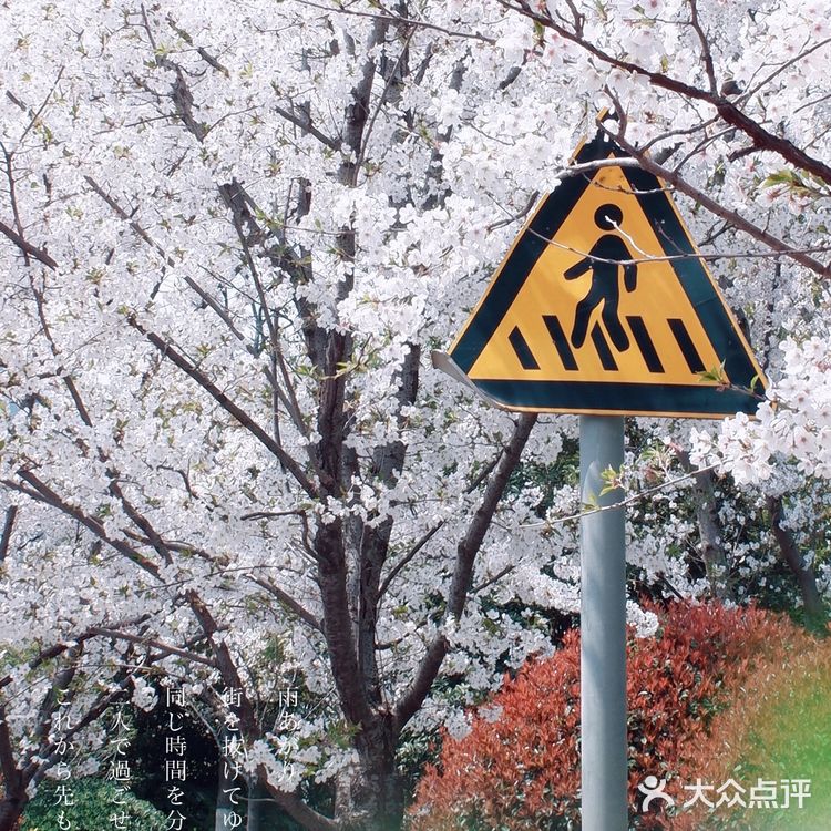 苏州｜太湖1⃣️日攻略 避开人潮绝美樱花大道