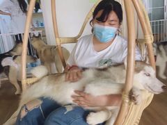 -Husky Go! 哈士奇体验馆·宠物咖啡厅狗咖