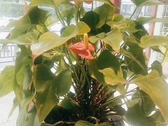 -蛙一刀·麻椒鱼火锅(金仙桥店)