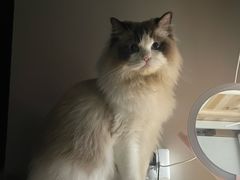 -小猫来了·猫舍(红山六九七九店)
