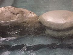 -青城道汤池