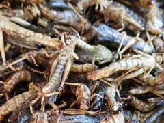 -水库活鱼馆(于桥水库店)