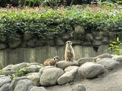 -上海野生动物园