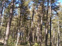 -塞罕坝国家级自然保护区