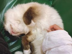 -猫色咖啡·猫咖