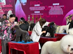 -鑫艺宠物美容培训学校