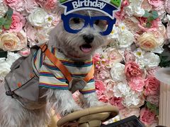 -百好乐宠物友好餐厅(朝外大街店)