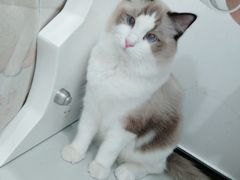 -糯米喵星人·撸猫猫舍咖啡馆(西市场嘉华店)