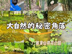 -陈家山荷花公园