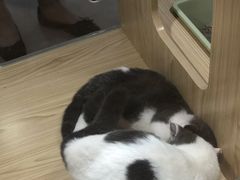 -屋虎猫馆(宝安大仟里店)